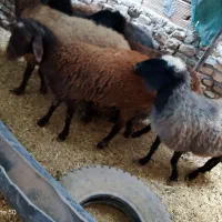 نر  بره