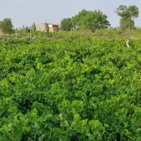 سرمایه گذاری باغ میوه و انگور مناسب با بودجه ی شما|فروش دفتر صنعتی، کشاورزی، تجاری|محمدیه-قزوین, |دیوار