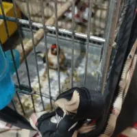 سهره باغی|پرنده|کوهدشت, |دیوار