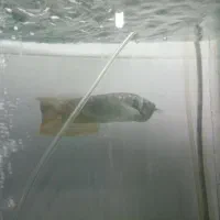 آروانا سیلور|ماهی|ارومیه, |دیوار