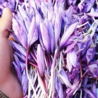 گل زعفران قاینات|حراج|گنبد کاووس, |دیوار