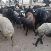 گوسفند زنده|حیوانات مزرعه|شهریار, اسد‌آباد|دیوار