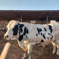 کارگرگاوداری