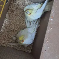 عروس هلندی لوتینودستی|پرنده|شهرکرد, |دیوار