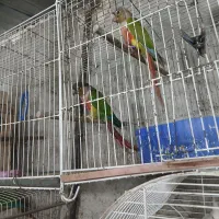 فروش یا معاوضه گرنچیگ عروس البینو پروانه ای قناری