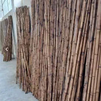 نی برای نی بندی گنجه کبوتر