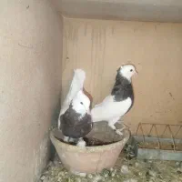 کفترخوب|پرنده|شیراز, پودنک|دیوار