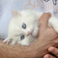 افر ویژه پیشی ملوس|گربه|اصفهان, بهار آزادی|دیوار