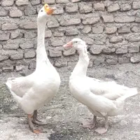 دو عدد قوغاز نر و ماده