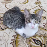 واگزاری رایگان گربه خونگی