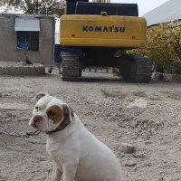 پیتبول توله