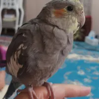 گمشده