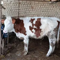 گوساله|حیوانات مزرعه|آق قلا, |دیوار