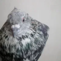 کبوتر|پرنده|رامهرمز, |دیوار