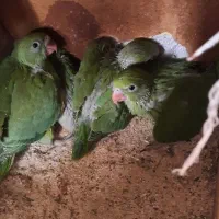 جفت طوطی ملنگو با چهار جوجه|پرنده|اصفهان, ارداجی|دیوار