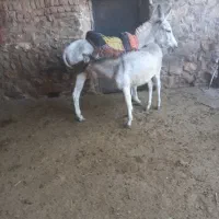 الاغ مناسب گله همراه با کره نر|حیوانات مزرعه|سردرود, |دیوار