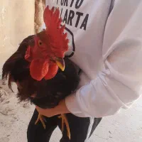 خروس محلی جوان