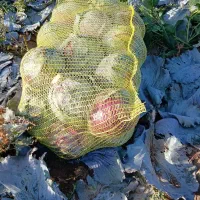 کلم سفید|گل و گیاه طبیعی|شیراز, سرو|دیوار