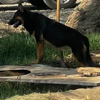 ژرمن بلک دو رنگ