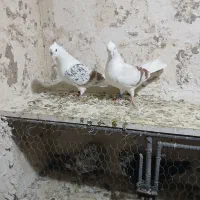 کبوتر پلنگ نباتی