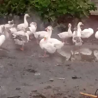 فروش غاز  محلی