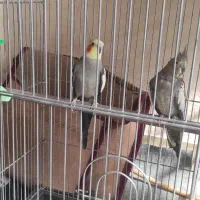 عروس هلندی نرو ماده
