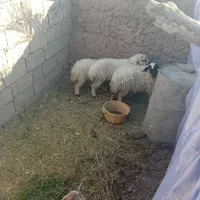 گوسفند|حیوانات مزرعه|بم, |دیوار