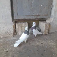 طوقی جفتی و|پرنده|اقبالیه, |دیوار