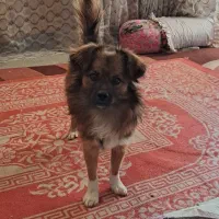 فروش سگ پامر روباهی بامدرک شناسنامه|سگ|نورآباد ممسنی, |دیوار