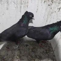 کبوتراصفهانی