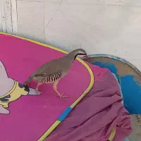 پرنده