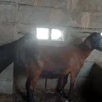 گوسفند بز