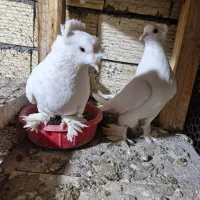 کبوتر|پرنده|زیباشهر, |دیوار