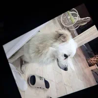 اشپیتز پامر