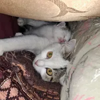 واگذاری گربه مادر با یک بچه