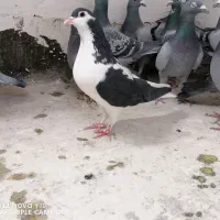 چپ سیا درشت پرشی ماده|پرنده|چناران, |دیوار