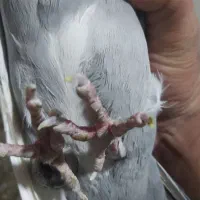 سبز پلنگ ‌، دم سفید|پرنده|زرند, |دیوار