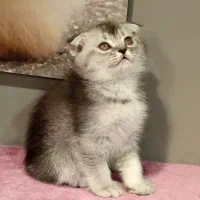 بچه گربه اسکاتیش سیلور نر