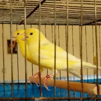 فروش تعدادی قناری رنگی اورژینال