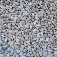 خرید بادام به بالاترین قیمت|خدمات باغبانی و درختکاری|لردگان, |دیوار