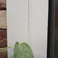 آجر سفید درجه ۲|مصالح و تجهیزات ساختمان|برخوار, |دیوار