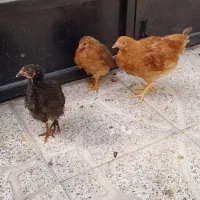 دد تا جوجه مرغ و یک دانه جوجه خوروس