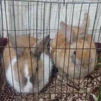 خرگوش|موش و خرگوش|اردبیل, |دیوار