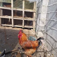 خروس وزن بالا