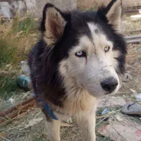 سگ هاسکی