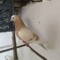 فروش یک بوم کبوتر پرشی و مایه