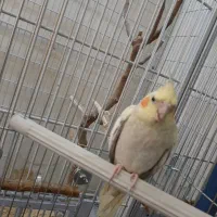 عروس هلندی نر هشت ماهه