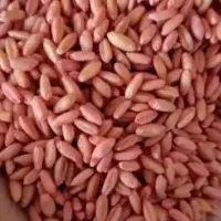 گندم دیم آذر۲ بوجاری درجه یک سم زده مال بذر