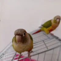 طوطی گرینچیک رام و سخنگو با قفس