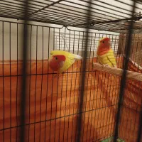 طوطی برزیلی صورت هلویی|پرنده|نکا, |دیوار